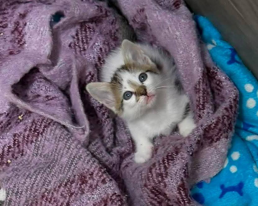 Gatitos Machos en Adopción en Risaralda 