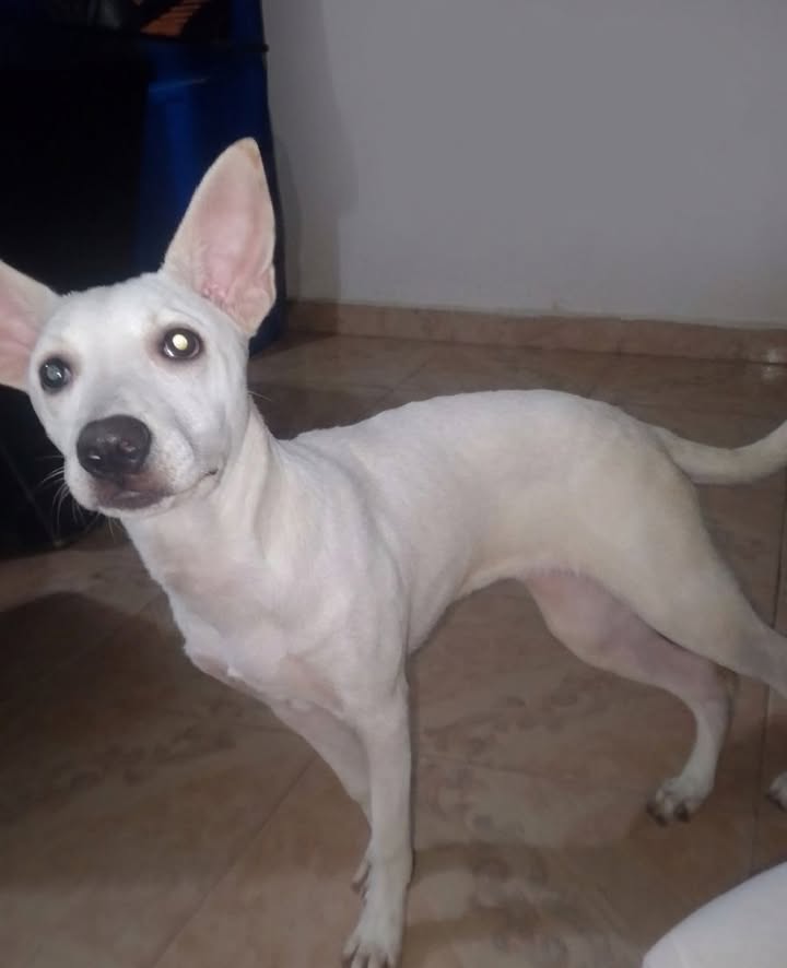 Perra en adopción en Risaralda 