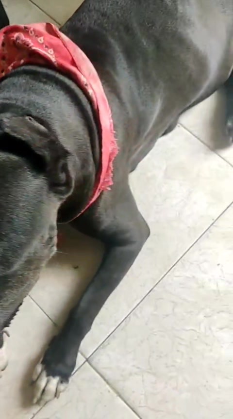Perrita asustada y sedienta encontrada en Risaralda 