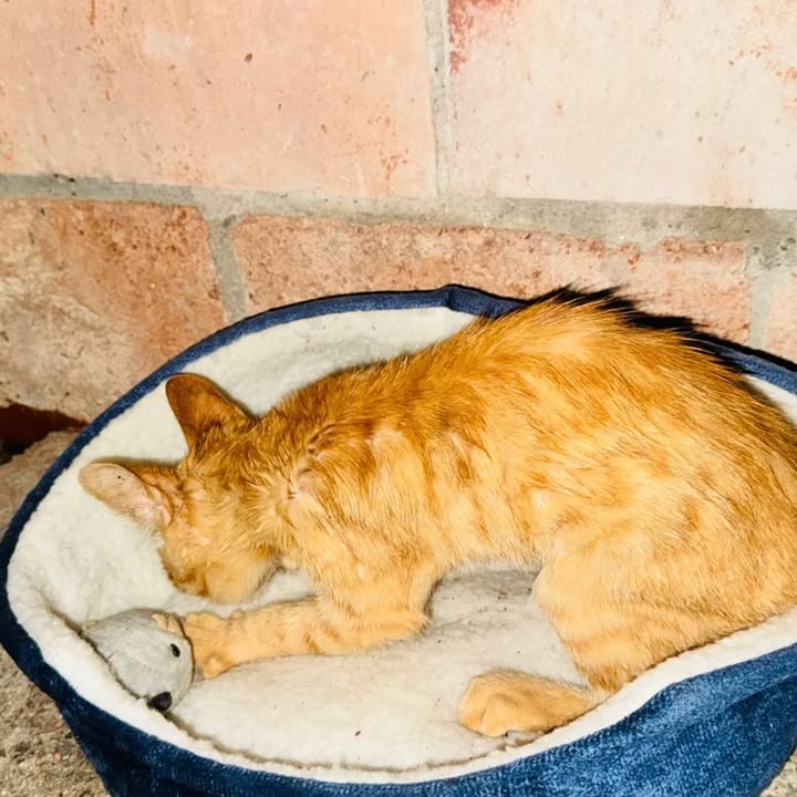 Gatita anaranjada en adopción en Risaralda 