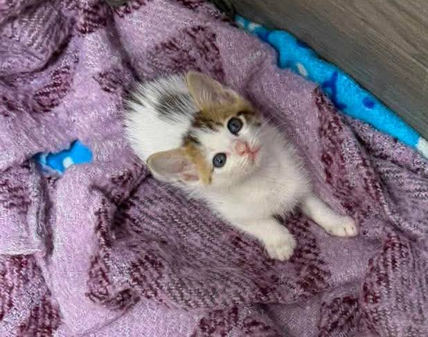 Gatitos Machos en Adopción en Risaralda 
