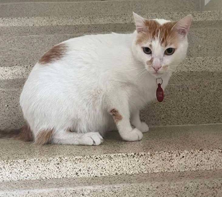 Gatos Machos en Adopcion en Risaralda, Colombia 