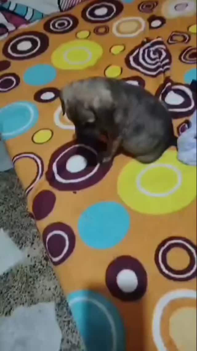 Precioso cachorrito en adopcion 