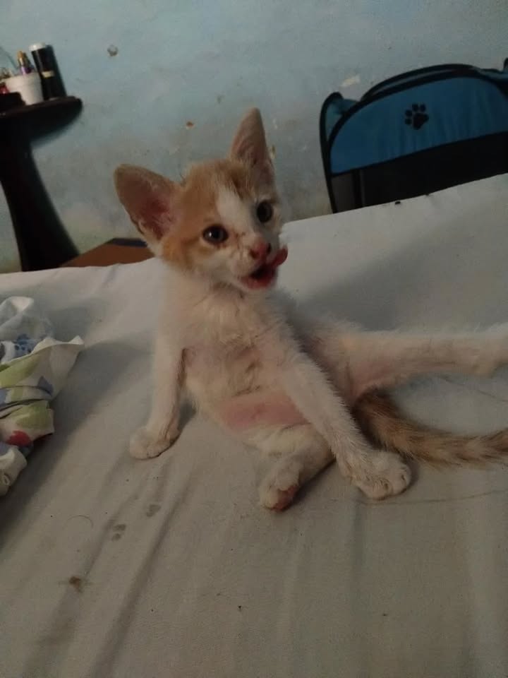 Adopción Gatita con Hernia en Risaralda 