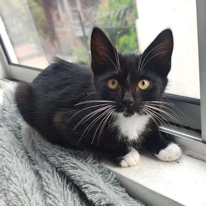 Gato en Adopción - Risaralda 