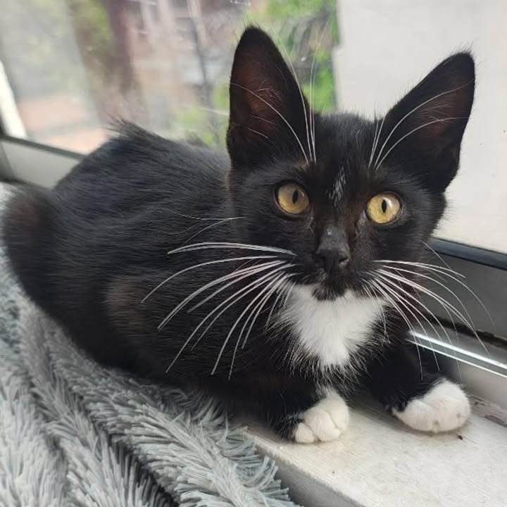 Gato en Adopción - Risaralda 