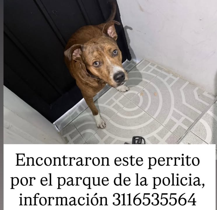 Perro encontrado por el parque de la policia en Risaralda 