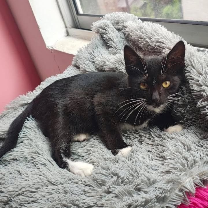 Gato en Adopción - Risaralda 