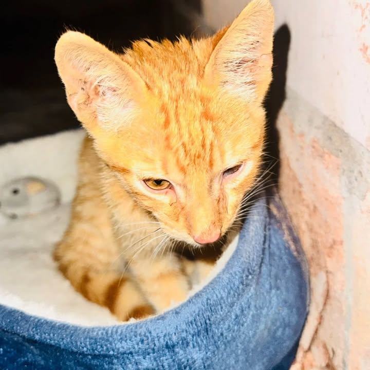 Gatita anaranjada en adopción en Risaralda 