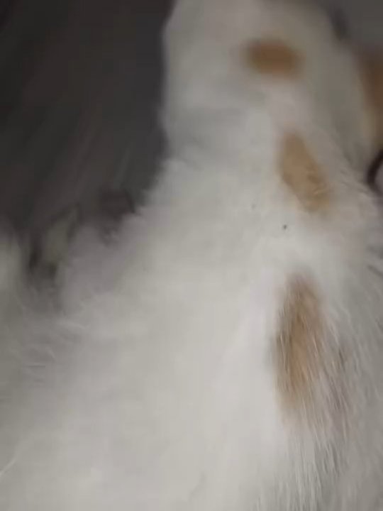 Adopción Gatita con Hernia en Risaralda 