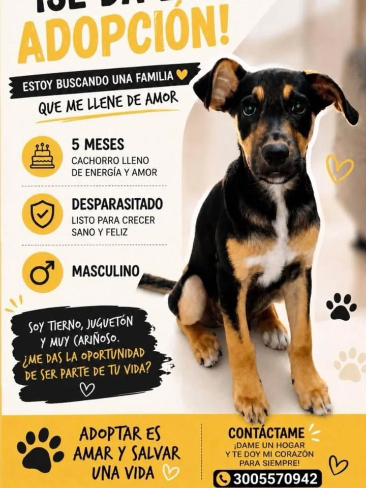 Cachorro de 5 meses busca un hogar lleno de amor 