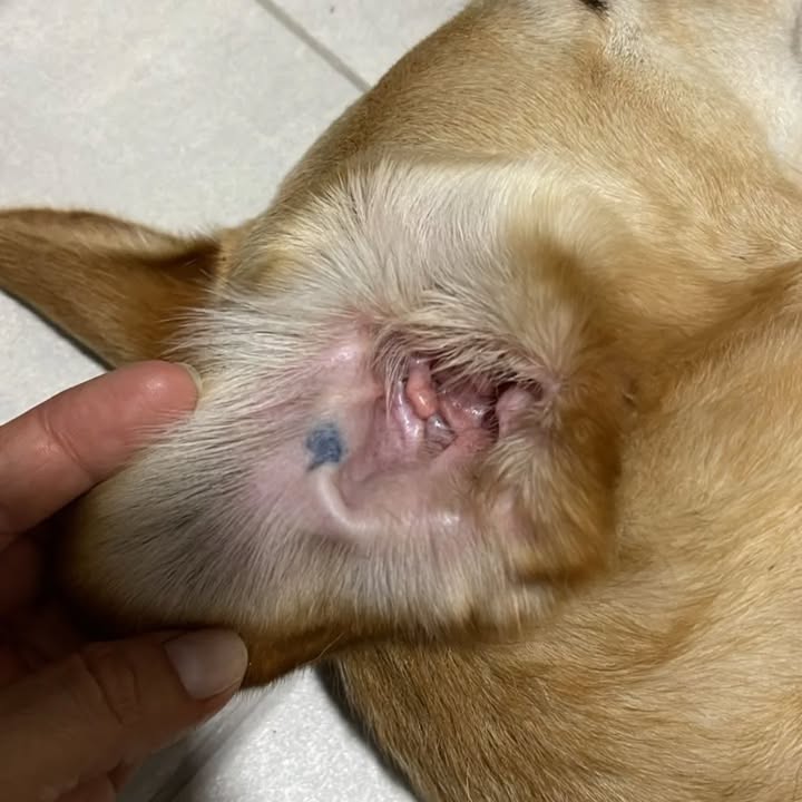 Perro encontrado en Pereira, Risaralda 
