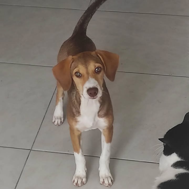 Adopción de perrita en Risaralda 