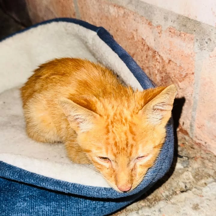 Gatita anaranjada en adopción en Risaralda 
