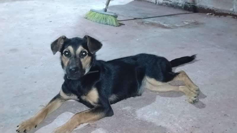 Adopción Perrita Risaralda 
