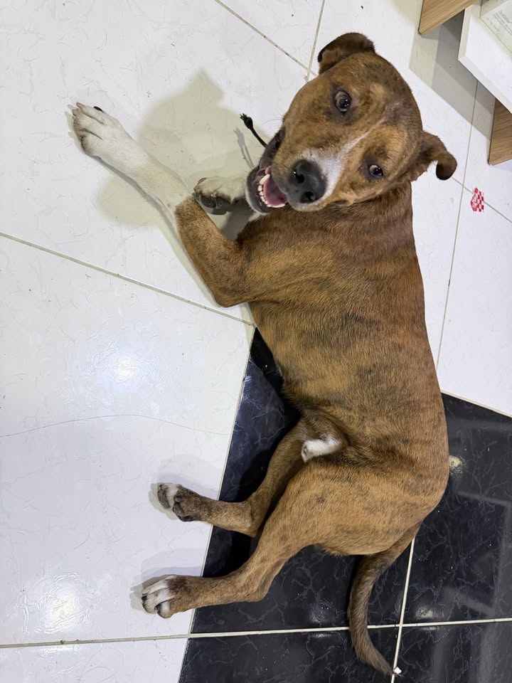 Perrito encontrado en Risaralda 