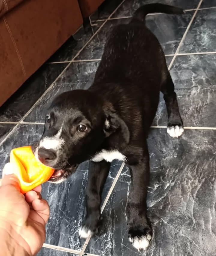 Perrito en adopción en Risaralda 