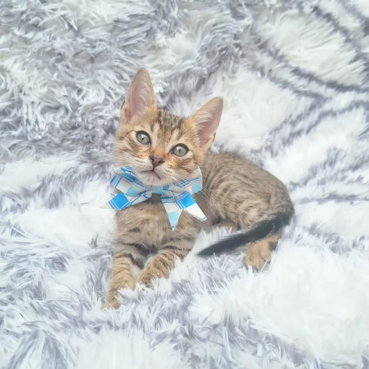 Adopción de gatitos rescatados en Risaralda 