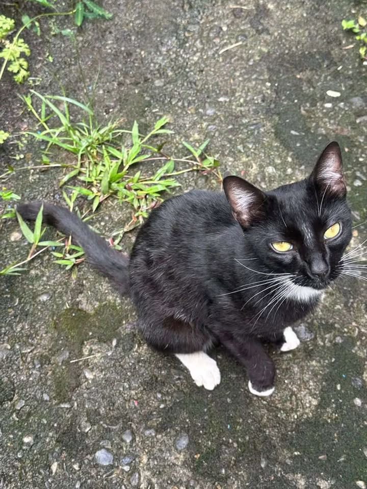 Gato encontrado en Altagracia - Arabia, Risaralda 