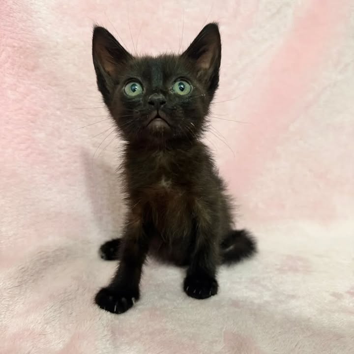 Gatitos en adopción responsable en Pereira 