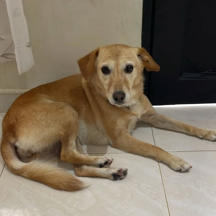 Perro encontrado en Pereira, Risaralda 