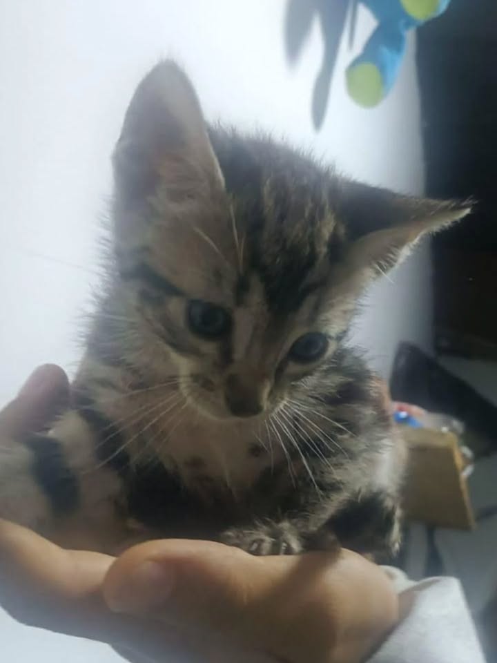Adopción de gatos cachorros en Risaralda 