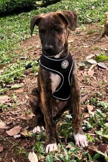Cachorro en adopción responsable en Risaralda 