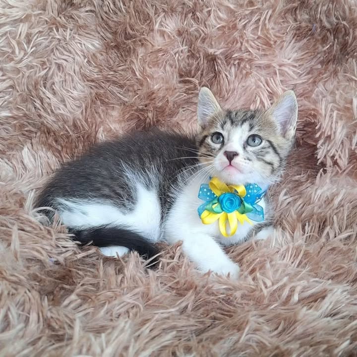 Adopción de gatitos rescatados en Risaralda 