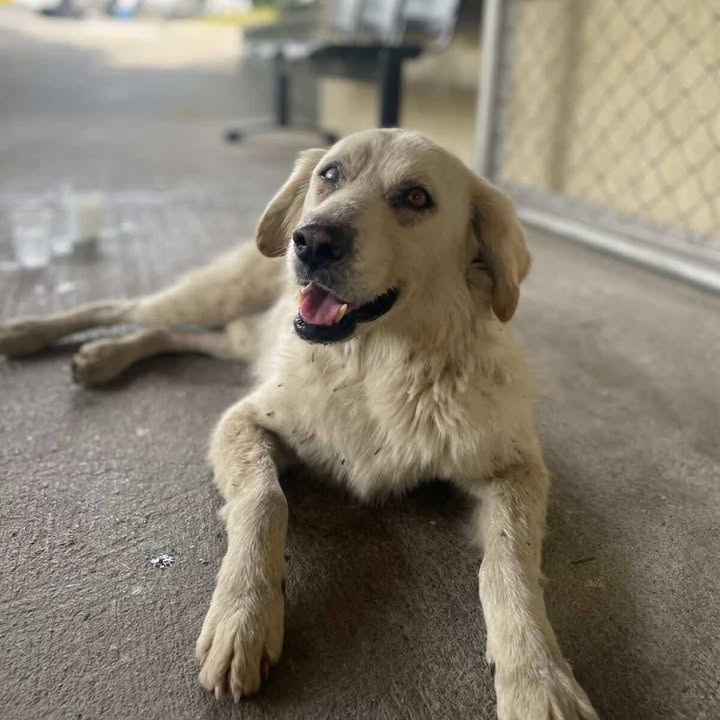 Adopta un perro cariñoso y obediente en Risaralda 