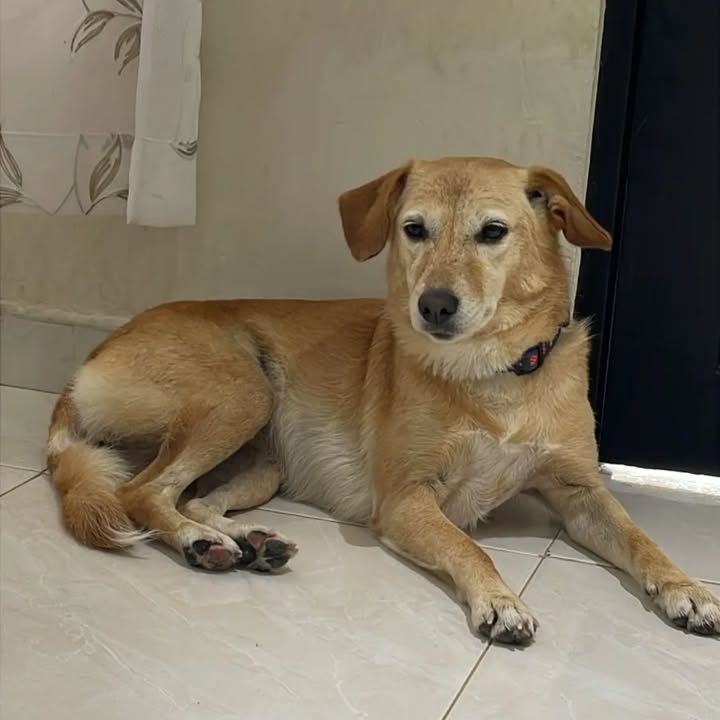 Perro encontrado en Pereira, Risaralda 
