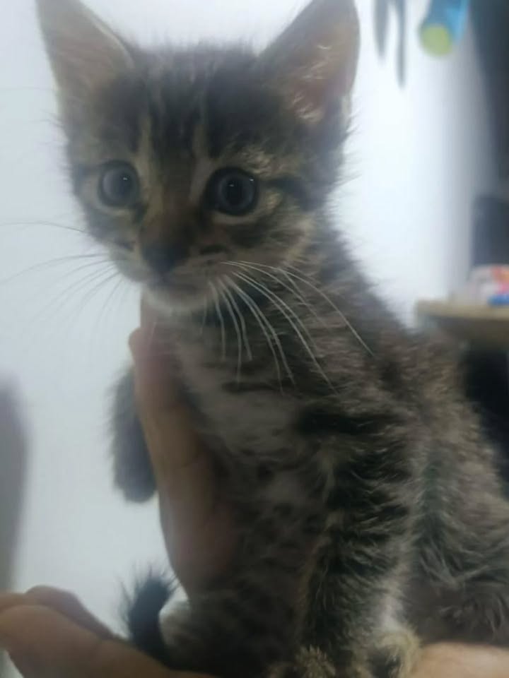 Adopción de gatos cachorros en Risaralda 