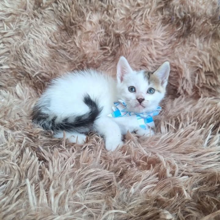 Adopción de gatitos rescatados en Risaralda 