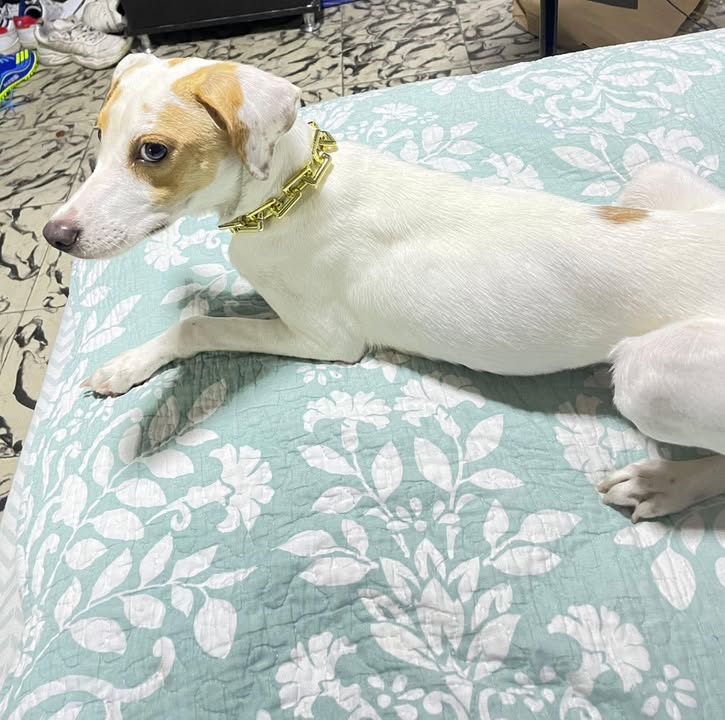 Linda perrita busca hogar responsable en Pereira 
