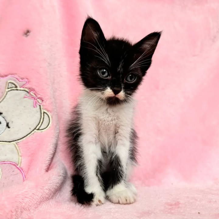 Gatitos en adopción responsable en Pereira 