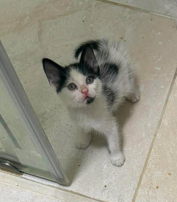 Gatitos buscan hogar en Pereira, Risaralda 