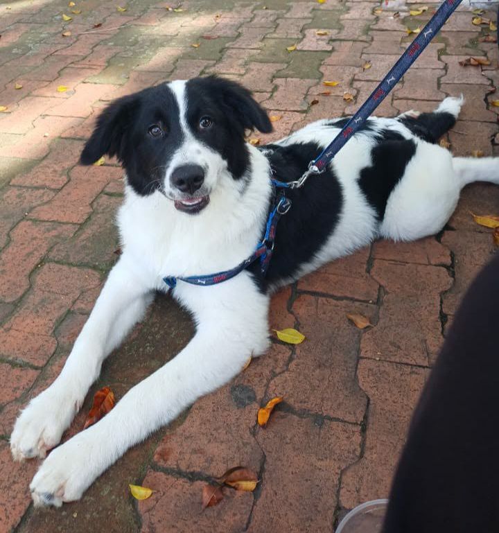 Perro busca hogar responsable y amoroso 