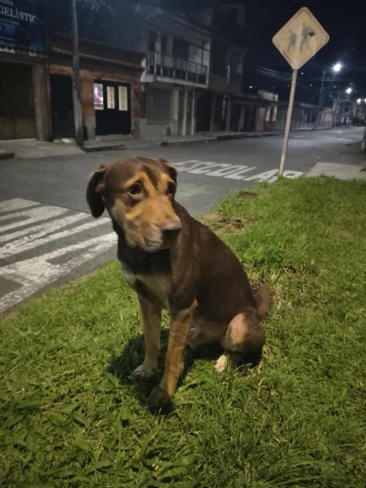 Perrito triste abandonado en Santa Teresita, Pereira busca a su familia 
