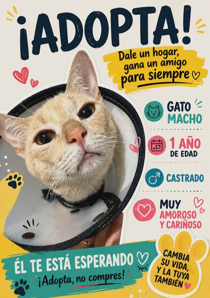 Adopta un gato macho castrado de 1 año en Risaralda 