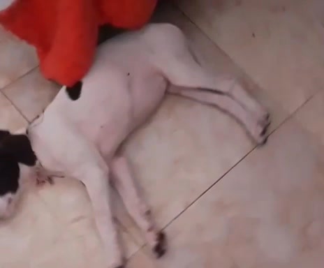 Perrito blanco con manchas negras encontrado en Risaralda 