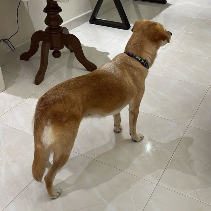 Perro encontrado en Pereira, Risaralda 