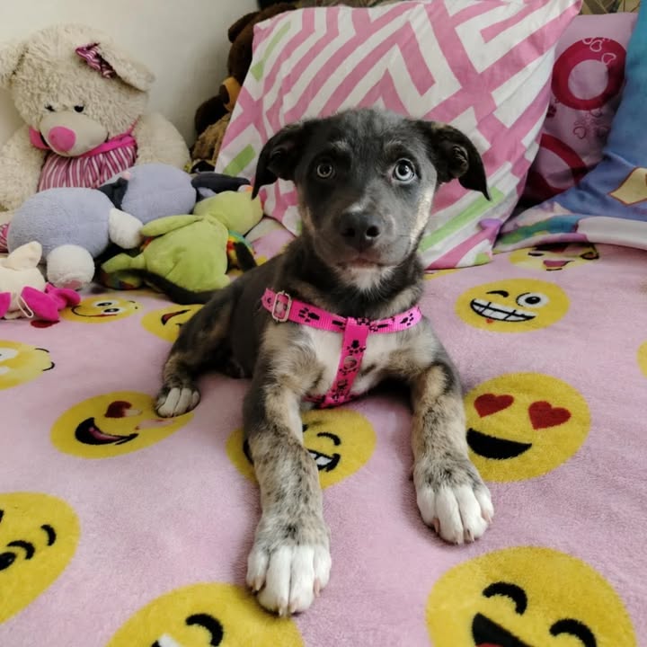 Busca hogar cachorro juguetón en Pereira 