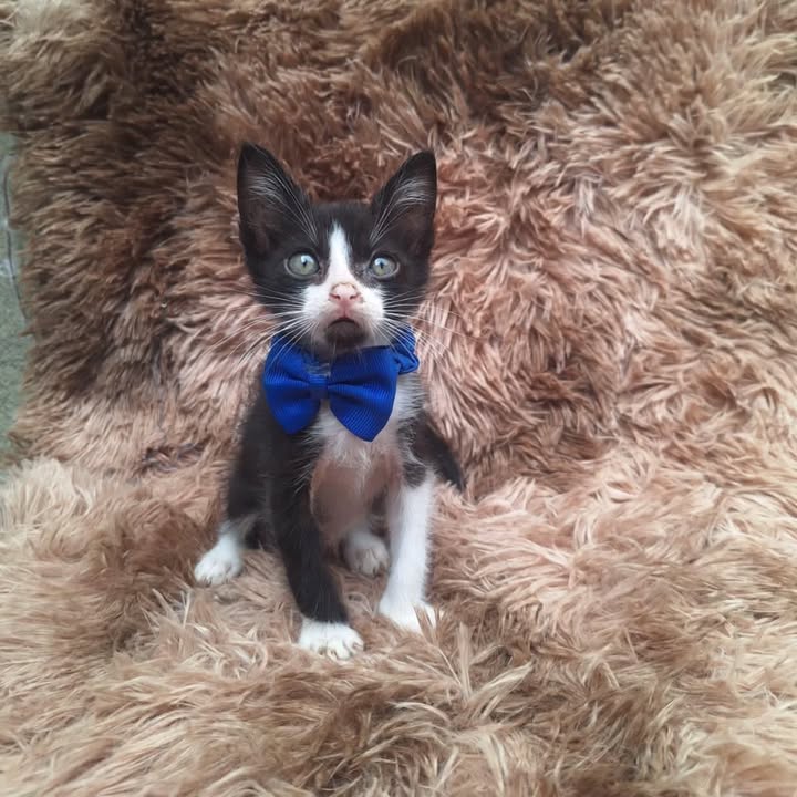Adopción de gatitos rescatados en Risaralda 