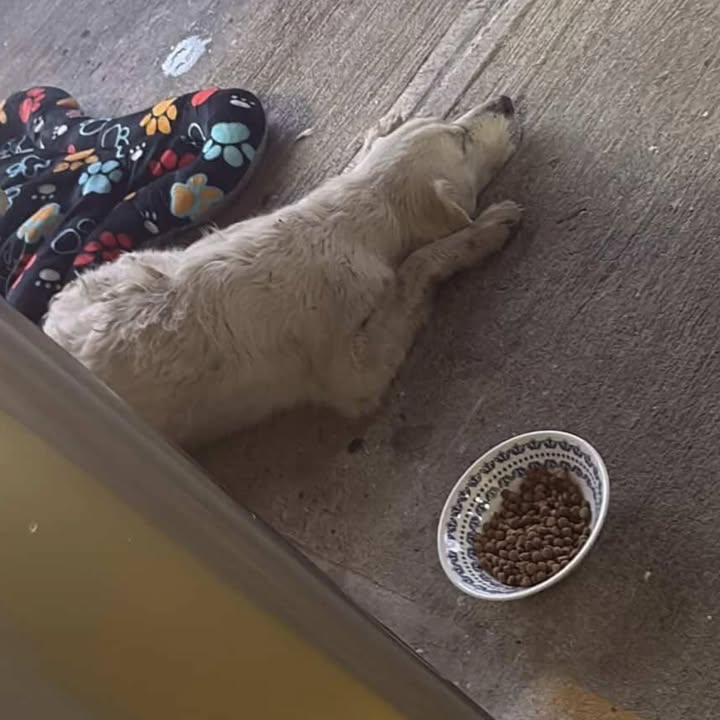 Adopta un perro cariñoso y obediente en Risaralda 