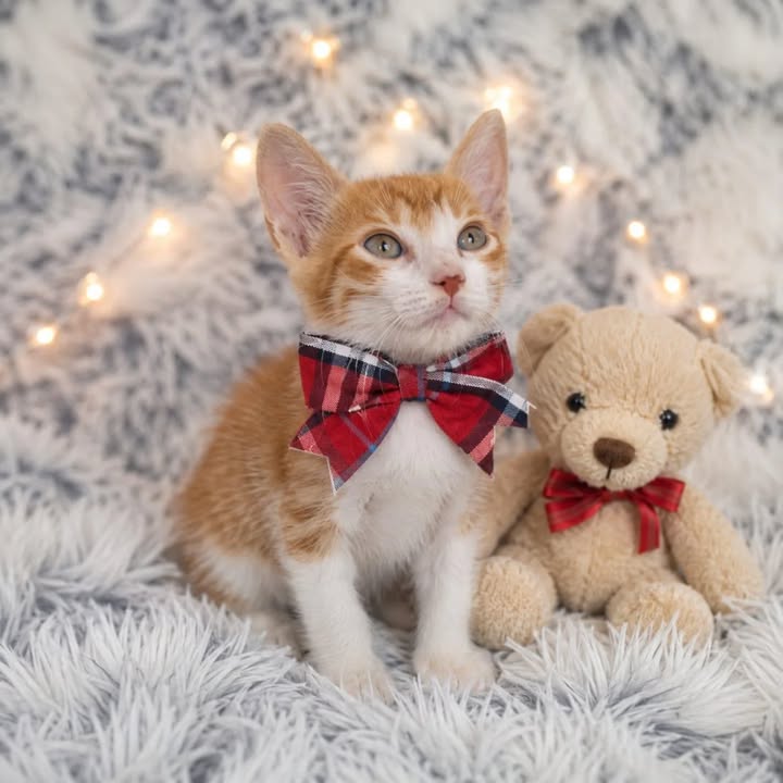 Adopción de gatitos rescatados en Risaralda 