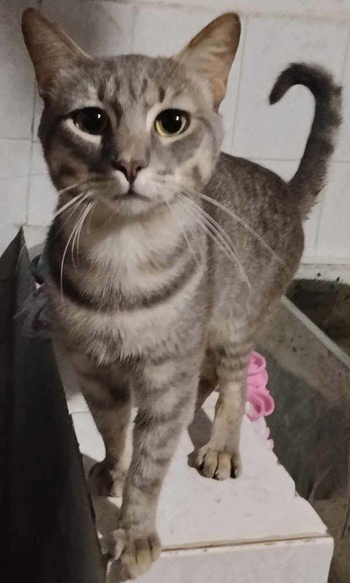 Gatitos en adopción en Pereira, Risaralda 
