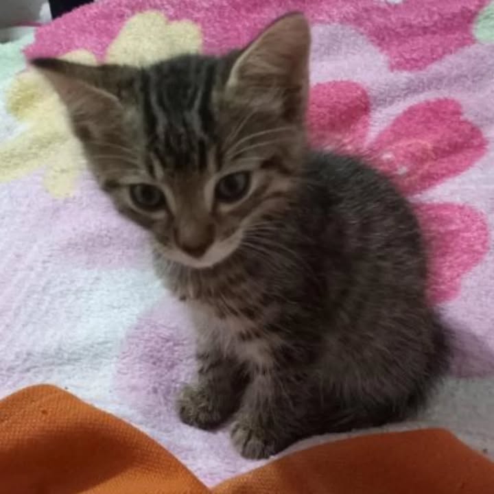 Gatito Macho de 2 Meses en Adopción en Pereira, Risaralda 
