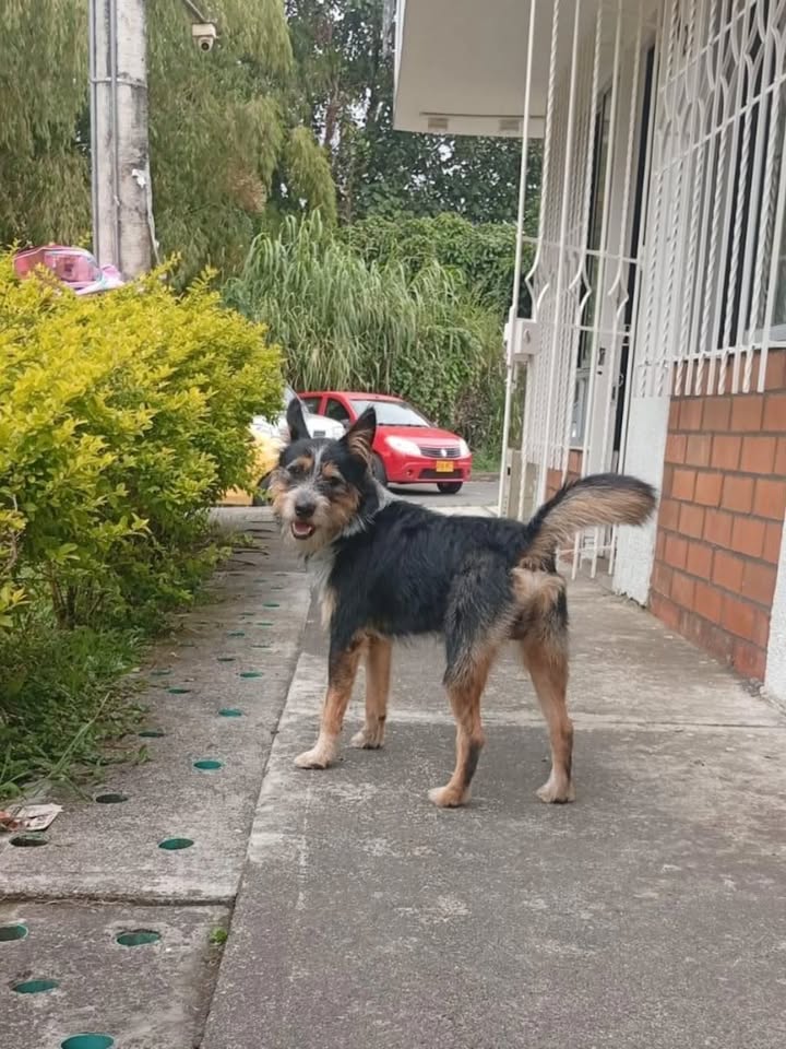 Feder busca hogar en Pereira, Risaralda 