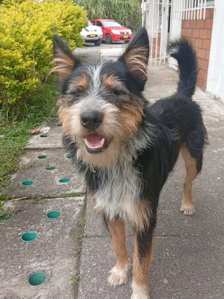Feder busca hogar en Pereira, Risaralda 