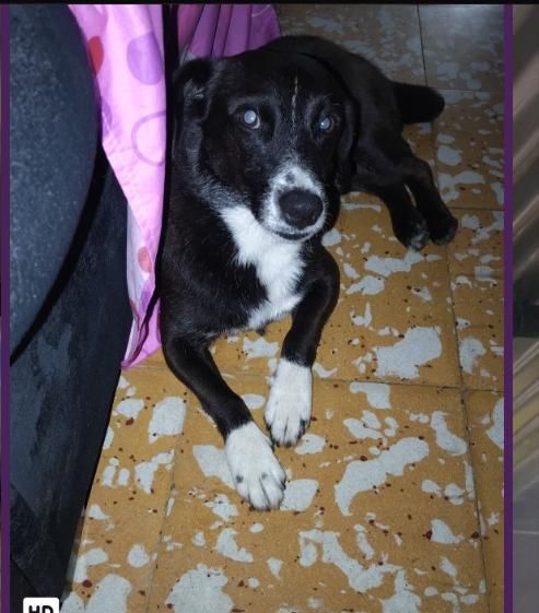 Perrito encontrado en Cerritos la Virginia busca familia 