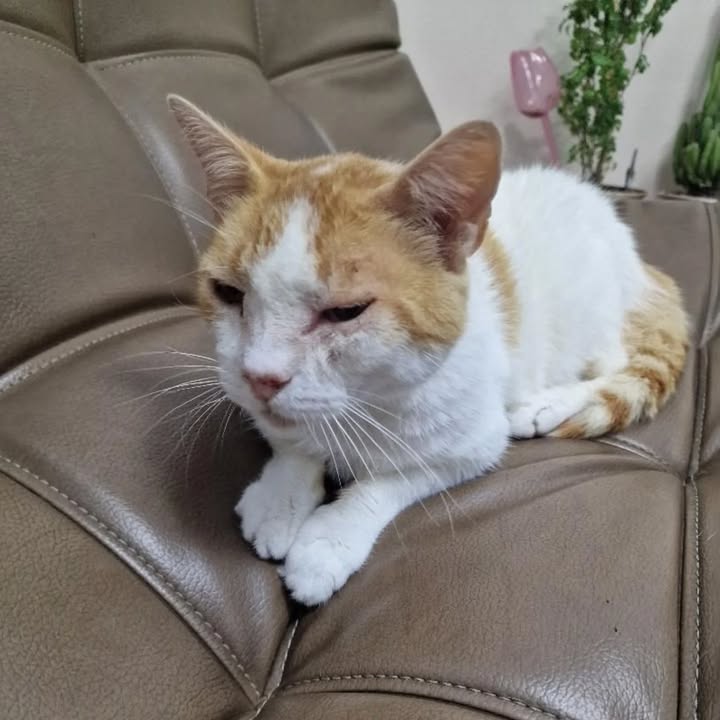 Gato busca hogar responsable en Pereira, Risaralda 